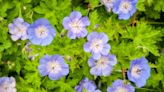 Best hardy geranium varieties – 15 classic cranesbills for every garden