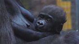 'We started to see a lot more bonding’: Cleveland Metroparks Zoo shares new update on baby gorilla Jameela and surrogate mom