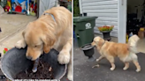 Watch owner's hilarious attempt at gardening with golden retriever