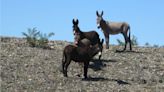 Men guilty of fatally shooting 3 burros in Mojave Desert, possessing illegal weapons