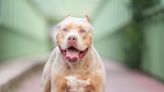 New XL Bully dog rules come into force - what owners must do