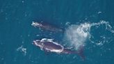 Study: Right whale decline 'leveling out,' but species hasn't turned the corner yet