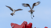 Ospreys are attempting to nest on cranes in Bellingham’s working waterfront. The Port has a solution