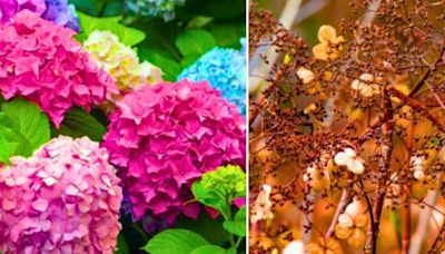 Hydrangea mistake to avoid in autumn or get 'flowerless' plant next year