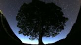 Two men charged with cutting down UK’s beloved Sycamore Gap tree