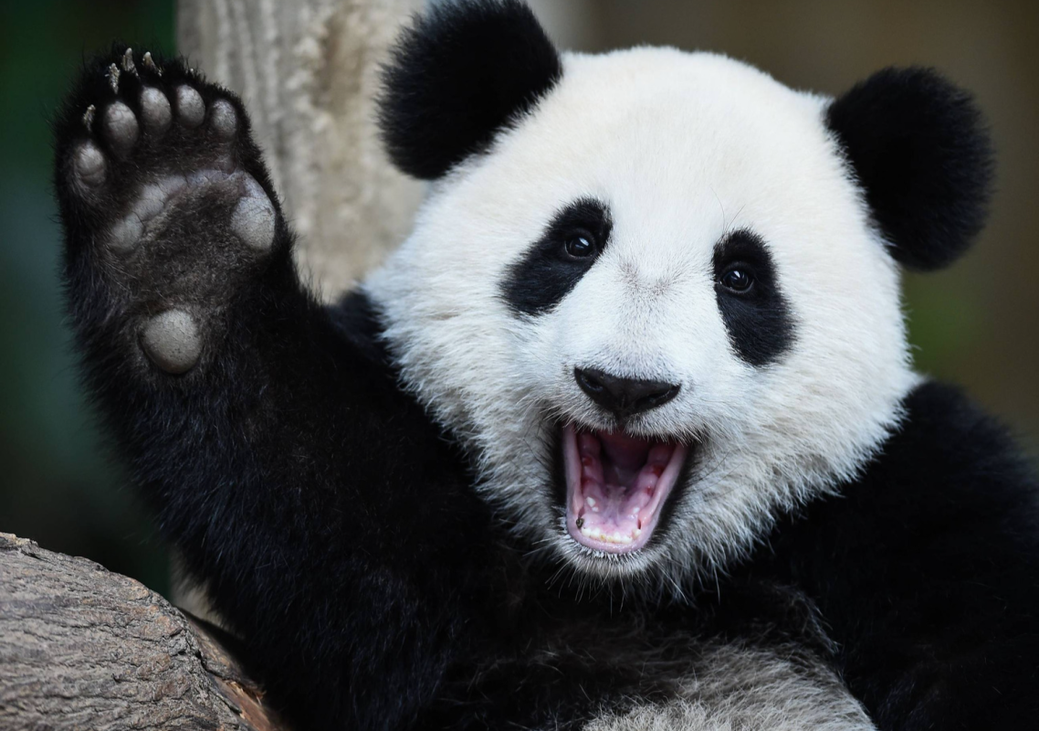 Shanghai Zoo Celebrates Giant Panda’s Birthday With a Giant Cake