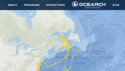 Where did 1,225-pound great white shark Umi go? OCEARCH, FL scientists find answers in washed up tag