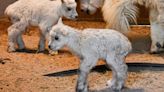 Cheyenne Mountain Zoo welcomes 2 Rocky Mountain goat kids