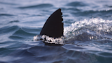Beachgoers warned after animals found with shark bites off Massachusetts coast
