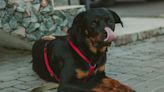 Un perro de raza 'rottwailer' ataca a un niño de 4 años en Madrid y los agentes tienen que disparar al animal con su Taser