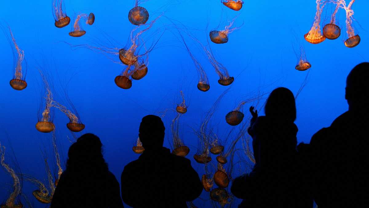 Monterey Bay Aquarium announces free admission program for low-income families