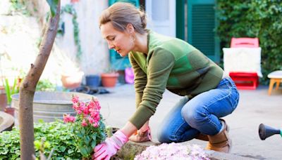 3 flowers to plant this weekend for colourful blooms in a matter of weeks