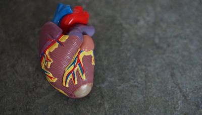 Mouse study finds increasing cardiac ketones may help treat heart failure