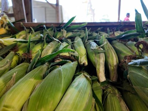 Inaugural corn festival pops into Mount Dora