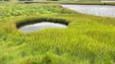 A salt marsh panne contains a world of marine life wonders: Nature News