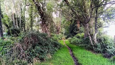 Take a walk on the wild side - of Hedge End and Boorley