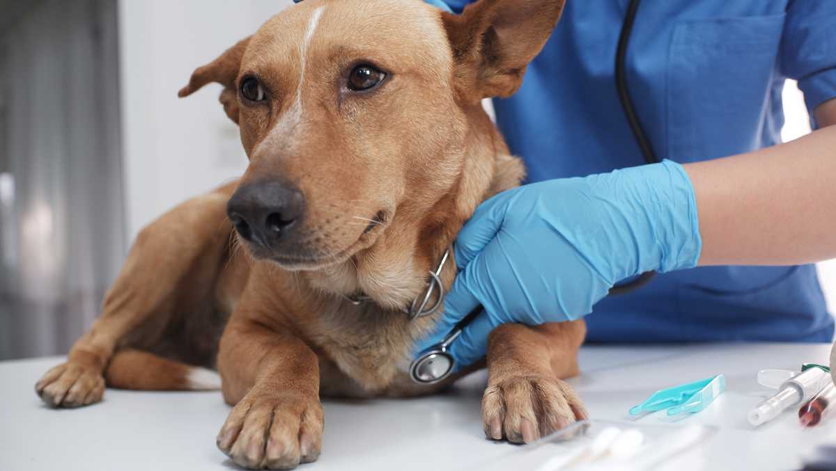 Veterinary Emergency Group opens new pet hospital in Cincinnati neighborhood