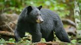 Hungry Bears Cause Trail Closures in the Smokies