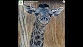 Zuri, a 1-month-old baby giraffe, dies just days after her mother, Texas zoo says