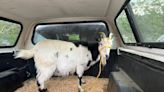 Sassy the goat saved from oncoming train after escaping in B.C. town