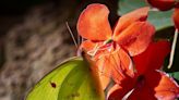 Garden Guru: Soprano impatiens strike a chord as easy to grow