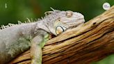 'They are not dead.' Falling iguanas in the forecast in Florida this weekend