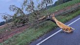 'We dodged a bullet'| Poolesville residents say storm damage could have been much worse