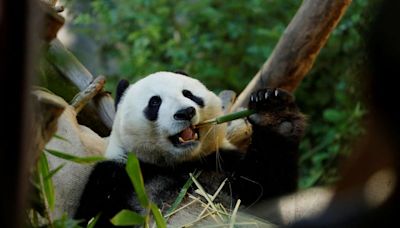 For pandas, it's been two 'thumbs' up for millions of years