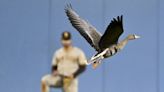 What happened to the goose that stole all the attention at Dodgers playoff game?