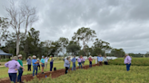 Pea plant genetic discovery could improve broadacre yields