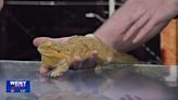 Tanglewood Tuesday: Meet Pedro the Bearded dragon!