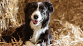 Border Collie Mix Called 'Skippy' Named 'Farm Dog of the Year'