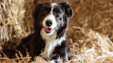 Livestock Guardian Dog Is Hilariously Confused by ‘Wiggle Worm’ Border Collie Puppy