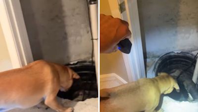 Man baffled over why dog won't stop barking at basement: "Borderline scary"