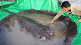 How the World’s Largest Freshwater Fish Grew to a Whopping 660 Pounds