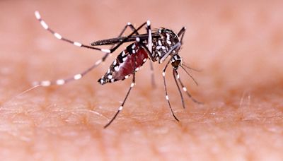 Los Angeles County reports dengue fever cluster acquired from local mosquitoes