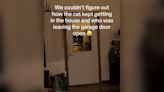 Owners set up cam to find out how cat keeps breaking in—doesn't disappoint