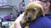 Brewer Veterinary Clinic shares tips for preventing tick-borne diseases in dogs