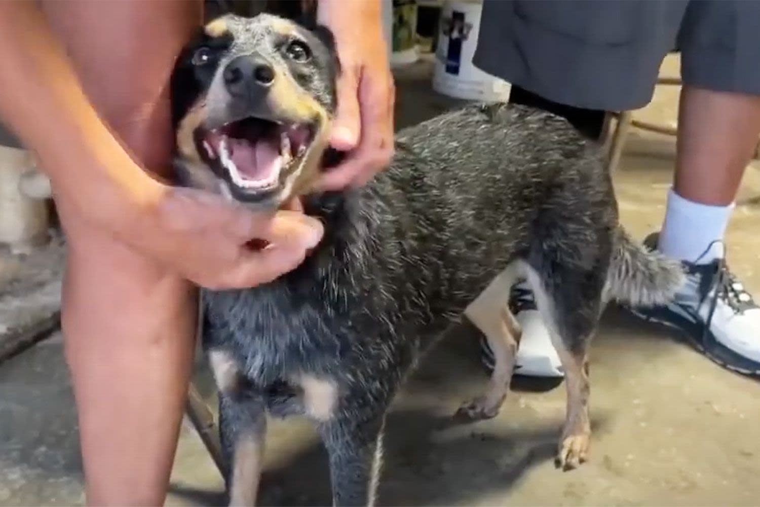 Yacht Rescues Stranded Dog Found Paddling in Florida Bay Over a Mile from Shore