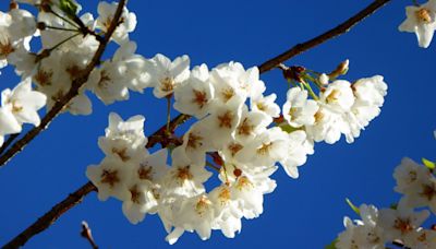 山櫻花平地都市難活 林保署分享4種原生櫻花栽種撇步