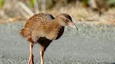 US Reality Show Contestant Kills, Eats Protected Bird in New Zealand