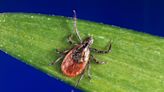 Gillibrand Pushes for Funding to Research, Address Tick-Borne Illnesses
