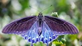 Local hero single-handedly repopulates stunning endangered butterfly species: ‘Start in your very own backyard’