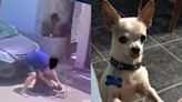 ¡Crueldad total! Meten en bolsa de plástico a perrito atacado en Tijuana: aún mostraba señales de vida