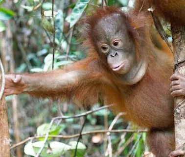 Orangutan Jungle School Season 1 Streaming: Watch & Stream Online via Paramount Plus