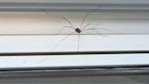 'I'm a pest exterminator - here's how you can keep spiders out of your home'