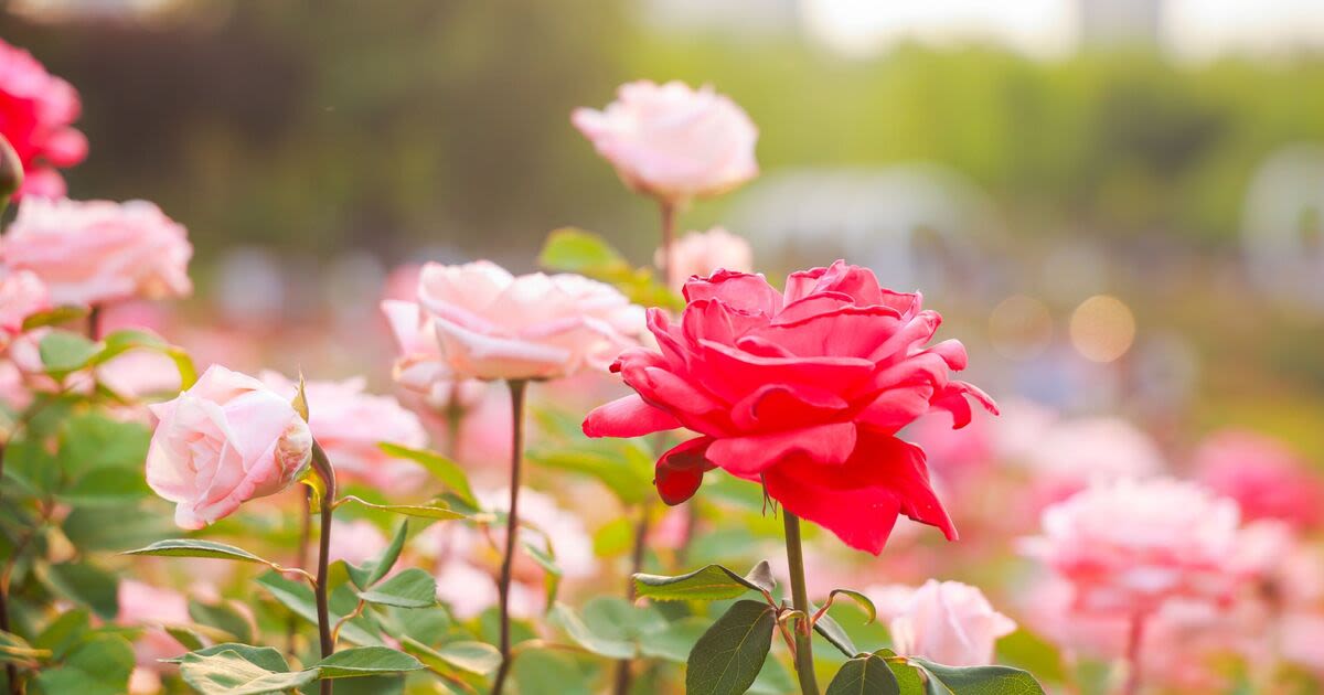 Roses will ‘thrive’ all summer and ‘bloom’ for longer when fed fruit peel