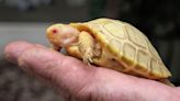 Switzerland Zoo Announces Birth of Rare Albino Giant Galapagos Tortoise: 'Phenomenon of Nature'