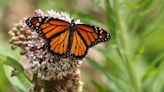 Monarch butterflies listed as endangered after 'devastating decline'