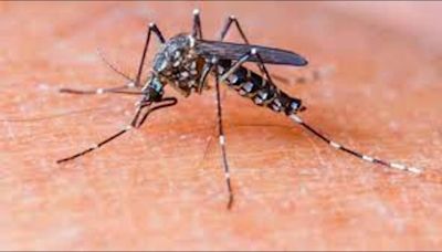 3 killed in dengue spike in Hassan, Mysuru districts